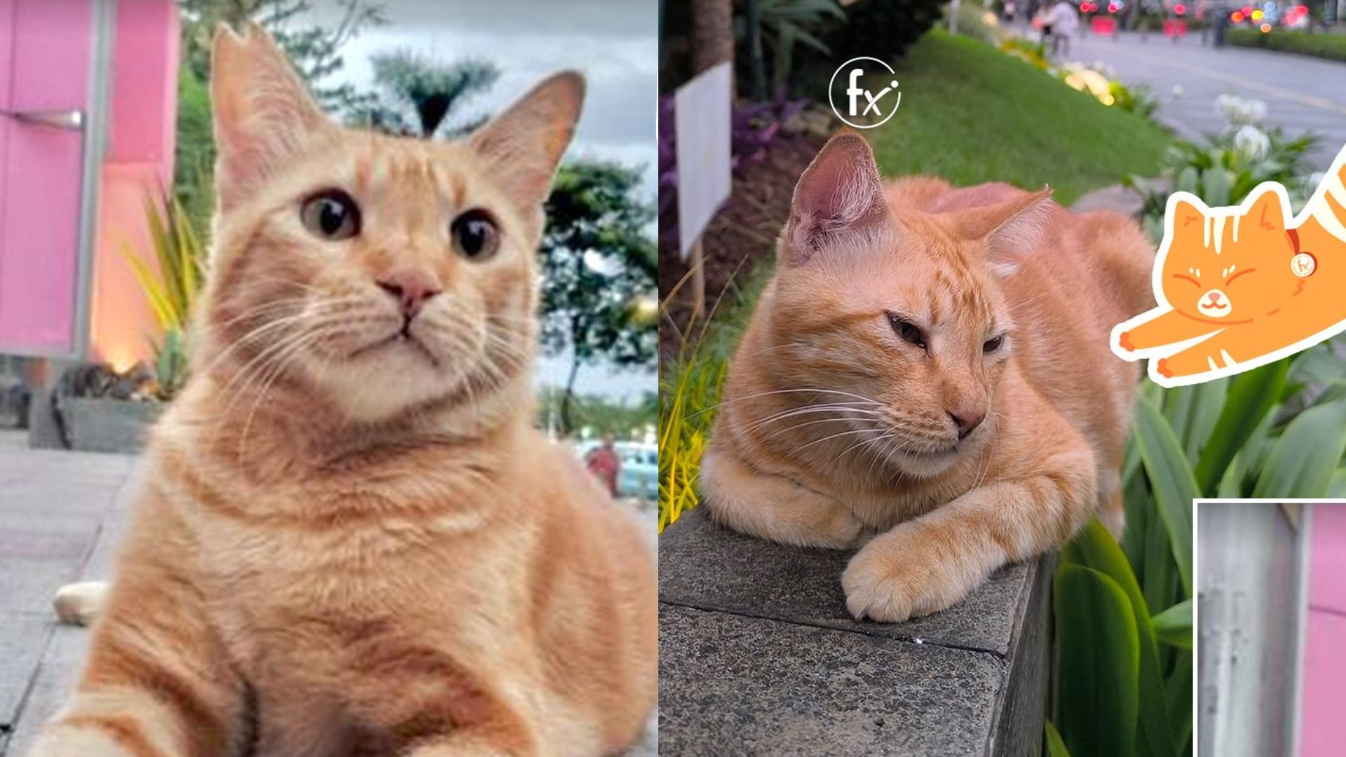 Viral Kucing Oren Depan FX Sudirman Jadi Tempat Wisata, Netizen Heboh Beri Rating